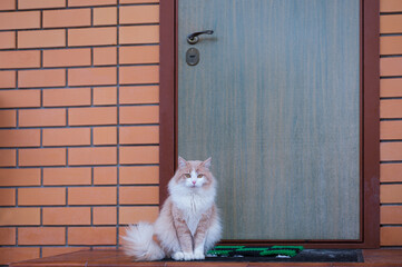 cute red fluffy kitten sitting on the threshold of a brick house near the door