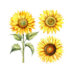 watercolor painting of sunflower four collection