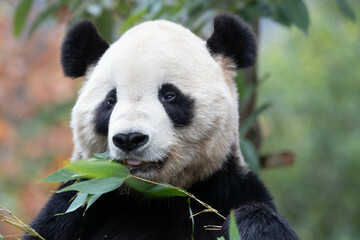 A portrait of Panda returned from USA, Tai Shan