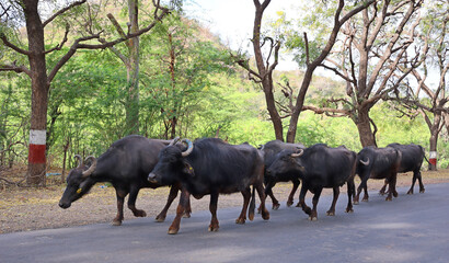 The water buffalo (Bubalus bubalis), also called the domestic water buffalo or Asian water buffalo, is a large bovid originating in the Indian subcontinent and Southeast Asia. 