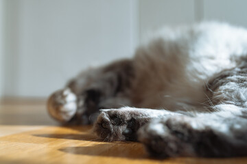 fluffy paws gray cat lying on floor