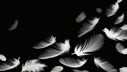 abstract white bird feathers falling in the air feathers floating on black background