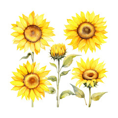 watercolor painting of sunflower four collection