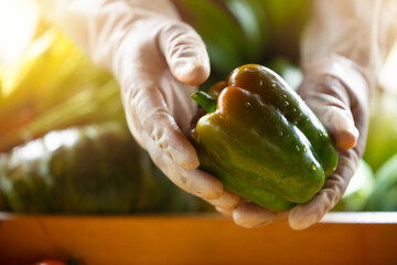 Farmer hand holding fresh agriculture product. Organic vegetable bell pepper.
