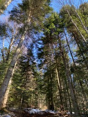 pine forest in spring