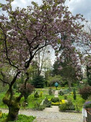 Fototapeta premium blossom in spring