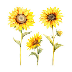 Obraz premium watercolor painting of sunflower four collection