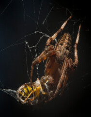 Orbweaver Spider with a captured bee in his web.