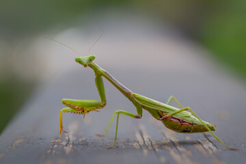 Praying Mantis staring at the camera.