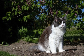 maine coon cat in the garden in summer
