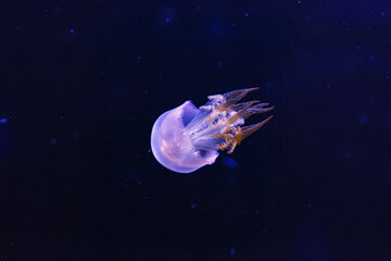 Obraz na płótnie Canvas underwater photography of beautiful flame jellyfish rhopilema esculentum