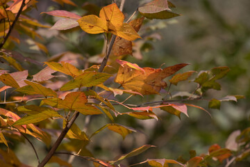 Brown leaves in Autumn