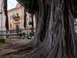 Castellammare del Golfo, il tronco di un enorme albero con alle spalle l'edificio comunale. 