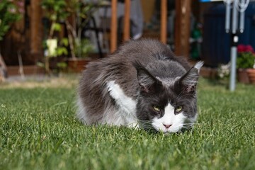 maine coon cat in the garden in summer