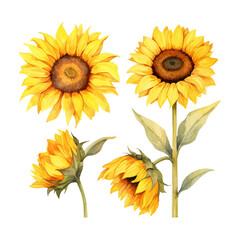 watercolor painting of sunflower four collection