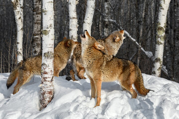 Coyote (Canis latrans) Pack Howls Together in Birch Forest Winter - 704006382
