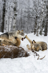 Grey Wolf (Canis lupus) Snap and Leaps at Yearling at Deer Carcass Winter - 704006398
