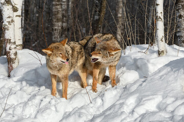 Coyote (Canis latrans) Snarls at Second Sticking Out Tongue Winter