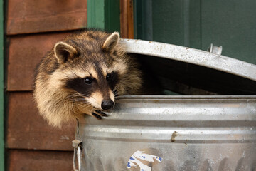 Raccoon (Procyon lotor) Pokes Head Out of Lidded Garbage Can