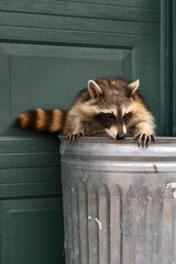 Raccoon (Procyon lotor) Claws Out on Edge of Garbage Can