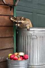 Raccoon (Procyon lotor) Paw on Wall Looks Down at Apples in Can
