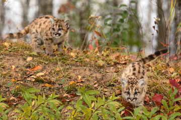 Cougar Kittens (Puma concolor) On Forest Embankment Autumn
