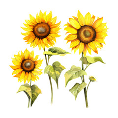 watercolor painting of sunflower four collection