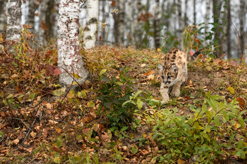 Cougar Kitten (Puma concolor) Walks Down Forest Embankment Autumn