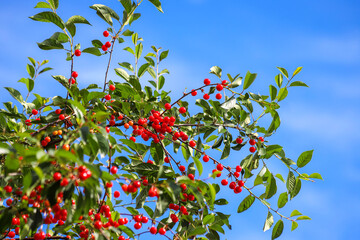 Branch of the cherry tree with unripe berries in the spring garden against clear blue sky as a...