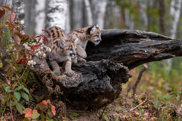Cougar Kittens (Puma concolor) on Log Look To Right Autumn