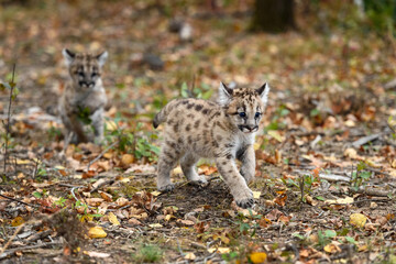 Cougar Kittens (Puma concolor) Run Across Forest Floor Autumn