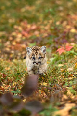 Cougar Kitten (Puma concolor) Paw Up Walks Directly Forward Autumn