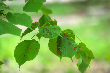 The eriophyes tiliae galls growing on leaves. Parasites of plants. A tree damaged by herbivorous...