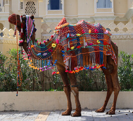 Decorated camel for tourists ride in Rajasthan India Asia