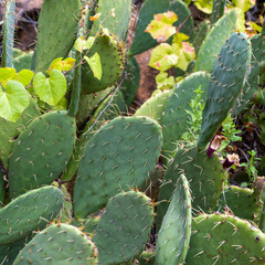 Grand canyon cactus at Indian Garden