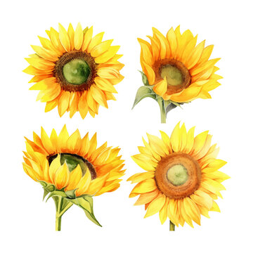 watercolor painting of sunflower four collection