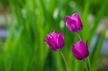 Tulpen