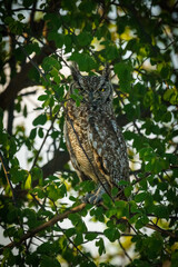Male Spotted Eagle Owl perched atop a branch in the Moremi Game Reserve of Botswana.m