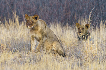 Fototapeta premium Two Lions in the Central Kalahari Game Reserve, Botswana.