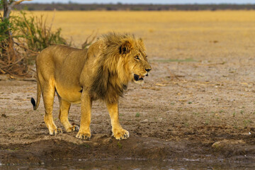 Majestic lion in the Central Kalahari Game Reserve in Botswana.