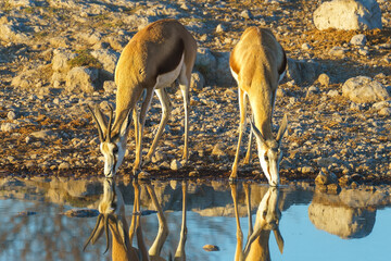 Two Springbok antelopes at a waterhole in the Central Kalahari Game Reserve in Botswana. - obrazy, fototapety, plakaty