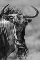 Grayscale closeup shot of a wildebeest in the Central Kalahari Game Reserve, Botswana.