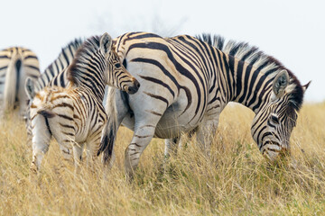Fototapeta na wymiar Group of zebras grazing together in a grassy field.