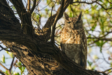 Majestic owl perched atop a tree branch in the Central Kalahari Game Reserve, Botswana.