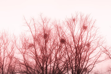 Gałęzie zimowych drzew w czerwonej kolorystyce