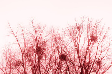 Gałęzie zimowych drzew w czerwonej kolorystyce