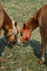 Mare and Colt Heads Together Feeding From Pile of Straw