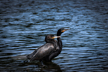 ducks on the water