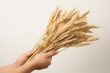 A close-up of a person holding a bundle of wheat 