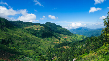 Fototapeta na wymiar Landscape Views of Tea Fields in Nuwara Eliya
